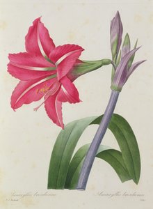 Amaryllis bresiliensis (Brasilianische Amaryllis), graviert von Victor, aus 